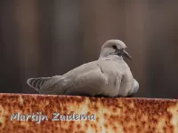 Izabeltortel [Streptopelia roseogrisea]